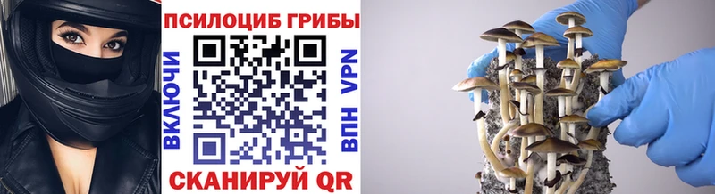 где можно купить   ссылка на мегу tor  Псилоцибиновые грибы Magic Shrooms  Куровское 